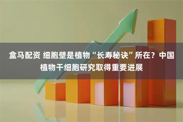盒马配资 细胞壁是植物“长寿秘诀”所在？中国植物干细胞研究取得重要进展
